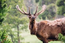 wyoming-elk-940x626.webp