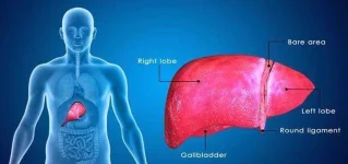 How-To-Keep-Your-Liver-Healthy.webp How-To-Keep-Your-Liver-Healthy.webp