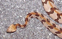 Rattlesnake-Tom-Spinker-Flickr.webp
