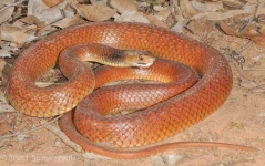 Eastern-Brown-Snake-Matt-Summerville-Flickr.webp