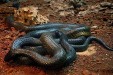 Black-Mamba-Victor-Fernando-Ocampo-Flickr.webp