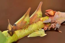 Brazilian-Treehopper.webp