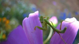 Flower-Mantis.webp