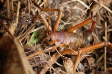 Little-Barrier-Island-Giant-Weta.webp
