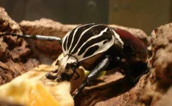 Goliath-Beetle.webp