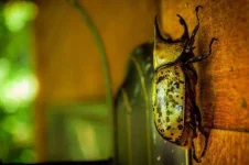 Hercules-Beetle.webp