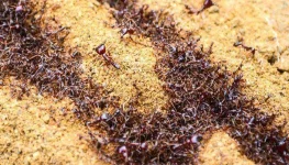 Driver-Ants.webp
