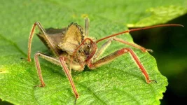 Assassin-Bugs.webp