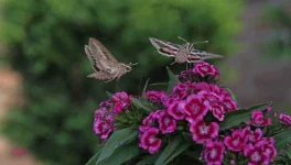 Hummingbird-Moth.webp