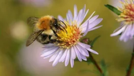bees.webp