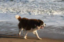 St.-Bernard-Kate-Bennet-Flickr.webp St.-Bernard-Kate-Bennet-Flickr.webp