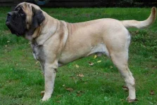 nglish-Mastiff-Radovan-Rohovsky-Wikimedia-Commons1.webp nglish-Mastiff-Radovan-Rohovsky-Wikimedia-Commons1.webp