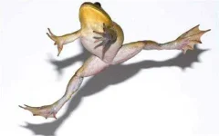 frog_2153983b.webp frog_2153983b.webp