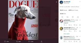 dogy.webp