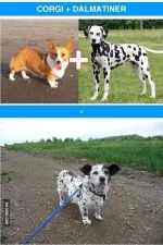 K9ZRLdm.webp
