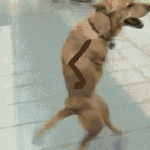 dog-walking-on-two-legs.gif