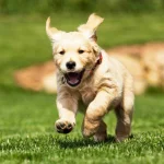 too-cute-doggone-it-video-playlist.webp