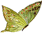 butterfly-side-bright-colors-3.gif