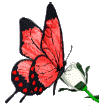 red-butterfly.gif