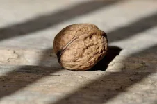 walnut-658569_1280.webp walnut-658569_1280.webp