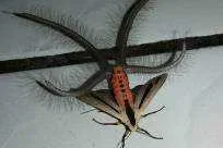 20171029%2Fcreatonotos-gangis-moth-weird-tentacles.webp