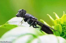 Black-Dog-Insect--117676.webp