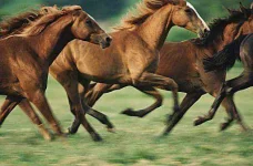 horses-ImageSource-580734ea5f9b5805c23c894f.webp horses-ImageSource-580734ea5f9b5805c23c894f.webp