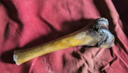 yeti_bone_1600.webp