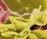 lg-thumb-salmonella.webp lg-thumb-salmonella.webp