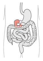 250px-Tractus_intestinalis_duodenum.svg.webp