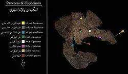 250px-Labeled_Pancreas_and_duodenum.webp