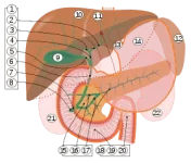 279px-Biliary_system_multilingual.svg.webp