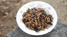 640_insect5_2018_01_09_13_44_56_1.webp