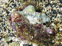 Conus_pennaeus_attacks_pair_of_Cymatium_sp.webp Conus_pennaeus_attacks_pair_of_Cymatium_sp.webp