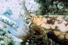 Conus_eating_a_fish.webp Conus_eating_a_fish.webp
