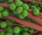 lg-thumb-staph-infection.webp lg-thumb-staph-infection.webp