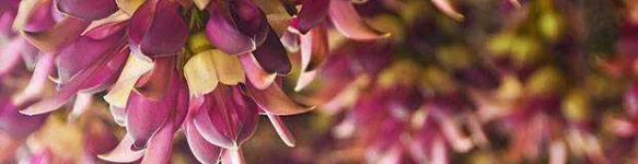 mucuna.webp mucuna.webp