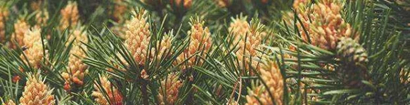 pine-pollen.webp pine-pollen.webp
