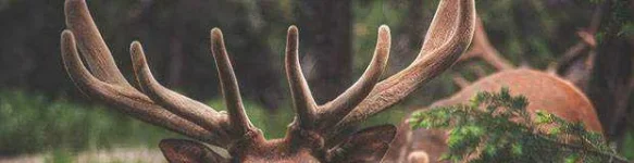 deer-antler.webp deer-antler.webp