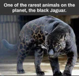 31e0a7f59794b5325a68a--black-jaguar-black-panthers.webp
