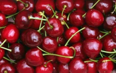 93239878_cherries.webp