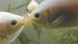 200274919-001_XS.webp