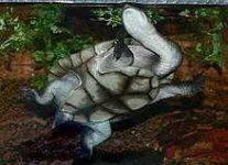 0px-Chelodina_longicollis_-_ventral_view_of_female.webp 0px-Chelodina_longicollis_-_ventral_view_of_female.webp