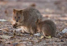 quokka-585x407.webp quokka-585x407.webp