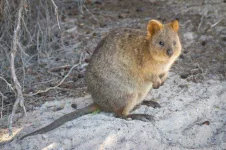 quokka2-585x389.webp quokka2-585x389.webp