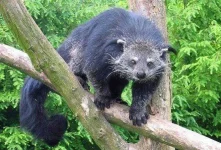 Binturong_in_Overloon-660x449.webp Binturong_in_Overloon-660x449.webp