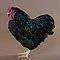 Studio_BlkWyndtCkrl_5542_S.webp Studio_BlkWyndtCkrl_5542_S.webp