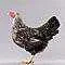 Studio_SvLcdWndt_0107_S.webp Studio_SvLcdWndt_0107_S.webp