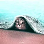 ayXe5DY_460s.webp