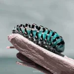 aYgybxv_460s.webp